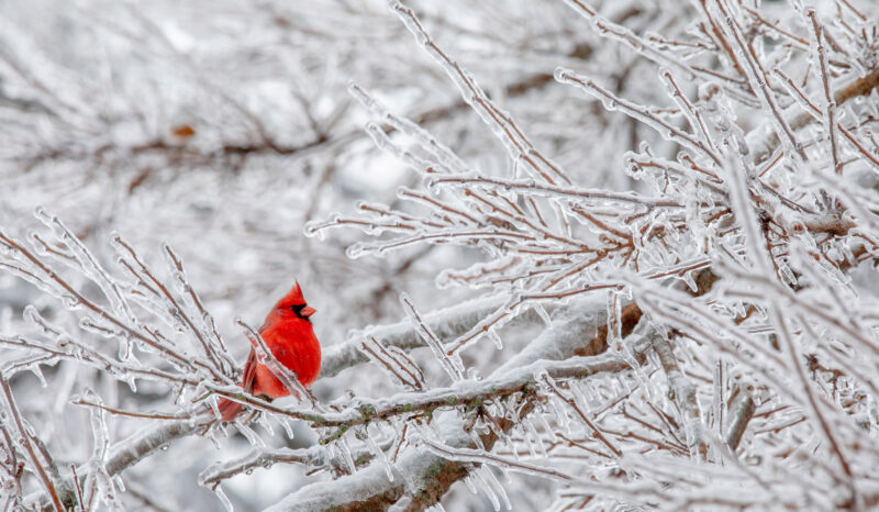 Bird Feeding Tips to Help Birds Survive Winter - Grit